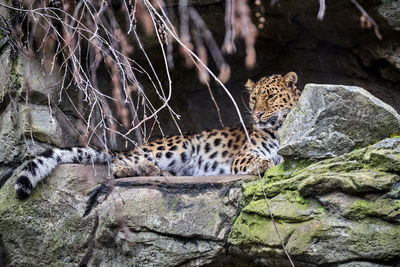 Cat on rock in zoo