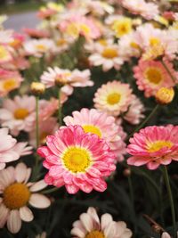 Close-up of pink flowering plants