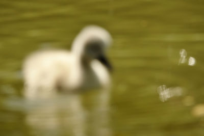 View of birds swimming in lake