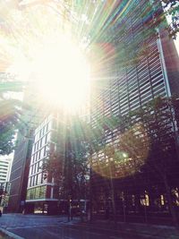 Sun shining through trees