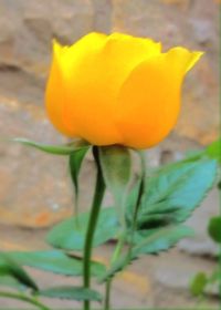 Close-up of yellow flowers blooming