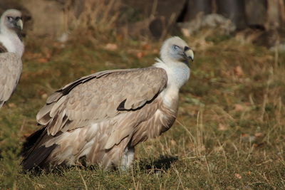 Close-up of a bird on field