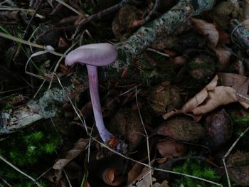 Close-up of mushroom growing on field