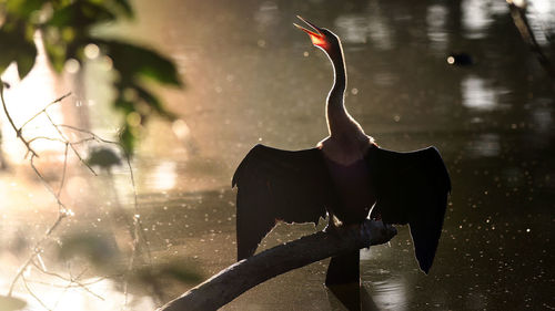 Close-up of wet glass against trees