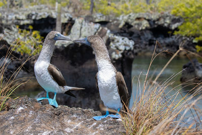 Birds perching on rock