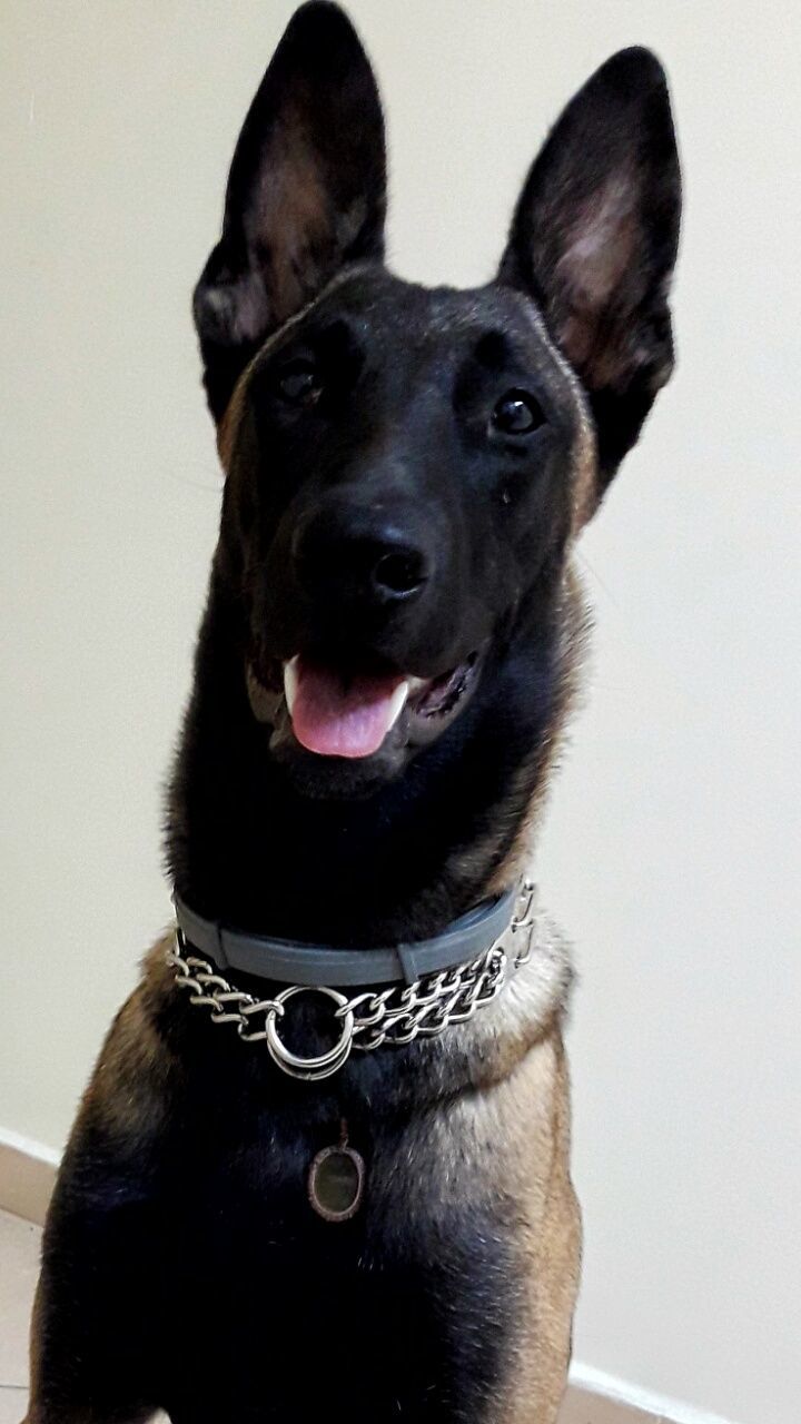 CLOSE-UP OF DOG OVER WHITE BACKGROUND