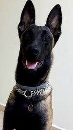 Close-up of dog over white background