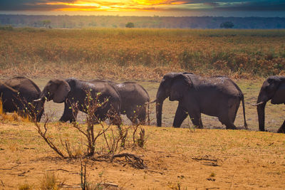 Migrating herd of elephants