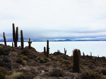 Cactus growing on field against sky