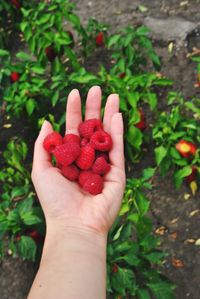 Cropped image of hand holding strawberries