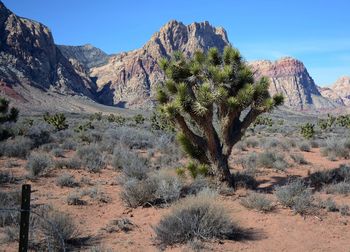 View of cactus in desert