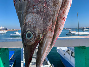 Close-up of fish in sea, aguja, marlin