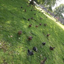 High angle view of bird on field