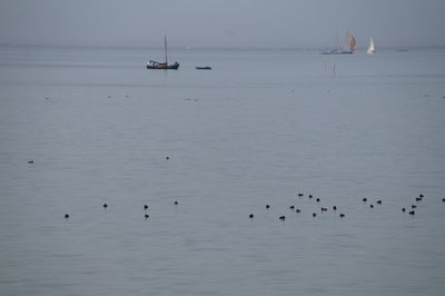 Birds flying over sea