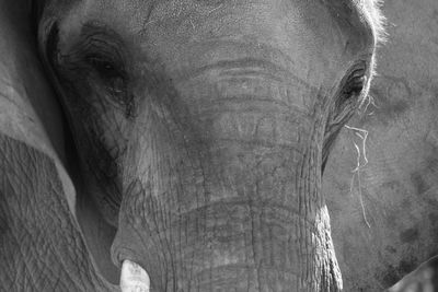 Close-up of elephant