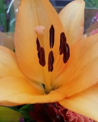 Close-up of flower blooming