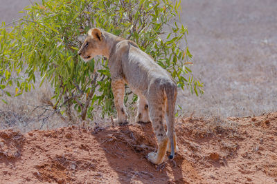 A lion on a small hill with backside visible