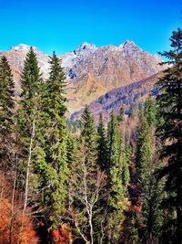 Pine trees in forest against clear blue sky