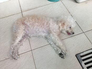 High angle view of dog on floor