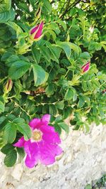 Close-up of pink flowers blooming outdoors