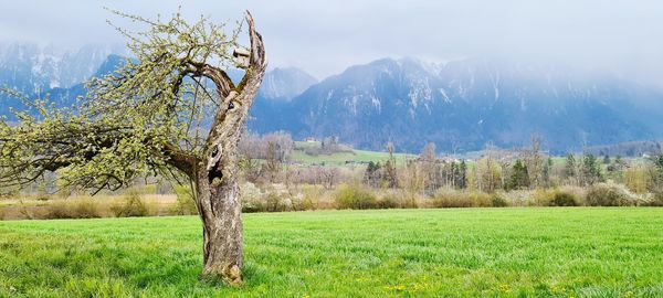 Tree on field against sky