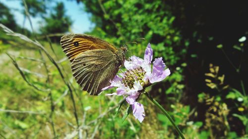 Close-up of butterfly pollinating on flower