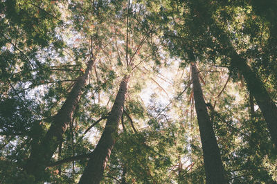 Low angle view of trees in forest