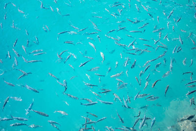 Fishes swimming in sea