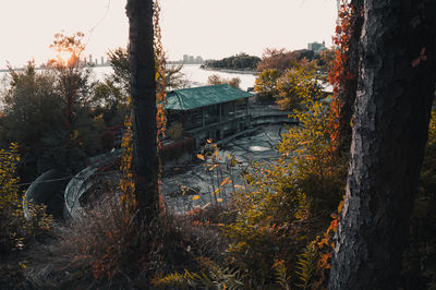 Trees and plants growing in abandoned building