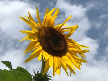 Close-up of sunflower