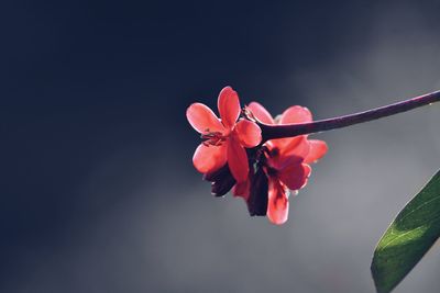 Close-up of red flowers