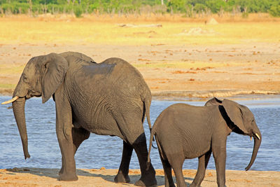 Side view of elephant in shallow water