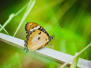 Close-up of butterfly on leaf