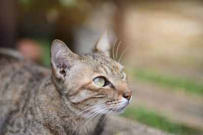 Close-up of a cat looking away