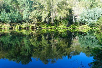 Scenic view of lake in forest