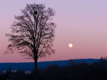 Silhouette tree against sky at dusk
