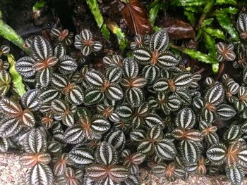 Full frame shot of plants