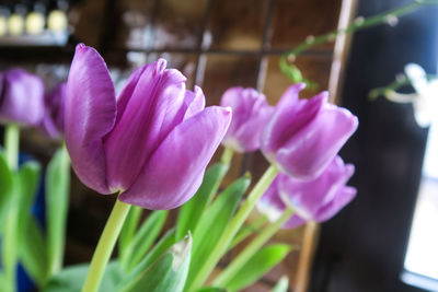 Close-up of pink flowering plant