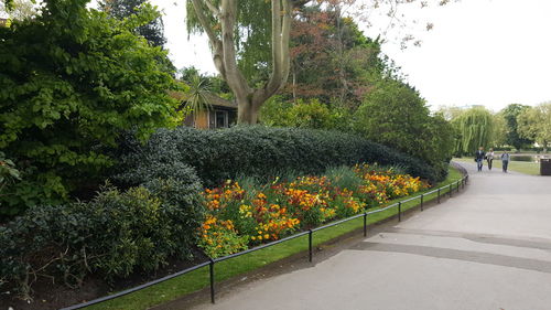 Footpath amidst flowering plants and trees against sky