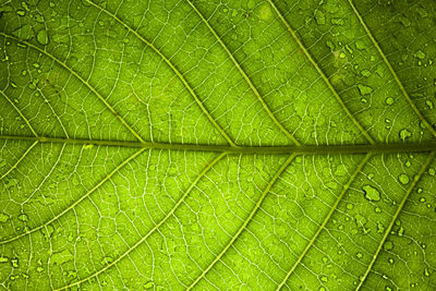Green leaf veins macro abstract texture nature background