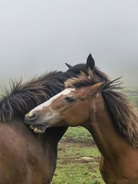 Horse mother and son standing against clear sky