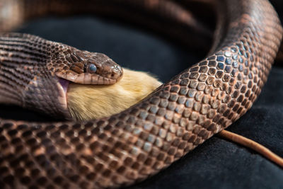 Close-up of lizard