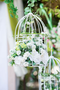 Close-up of white flowering plant