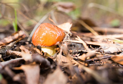 Close-up of mushroom growing on field