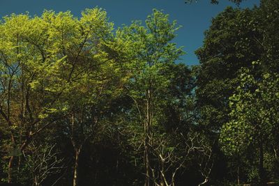 Low angle view of trees in forest against sky