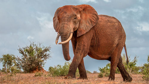 The african bush elephant