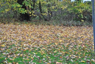 Leaves in forest