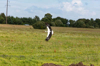 Bird flying over field