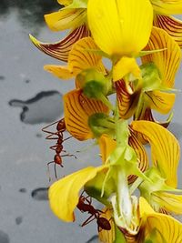 Close-up of yellow flowering plant
