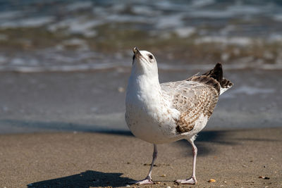 Close-up of seagull on beach